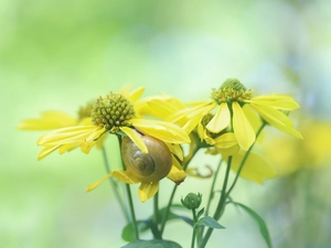 Rudbeckia, Flowers, snail, Yellow