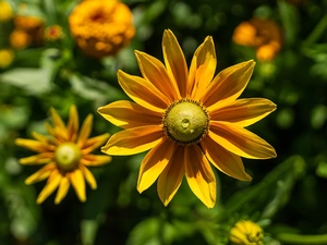 Rudbekie, Flowers, rapprochement, Yellow