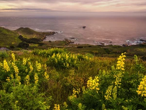 sea, Flowers, lupine, Yellow