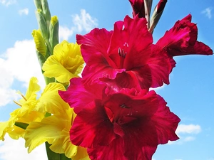 Yellow, gladiolus, Sky, clouds, Red, Colourfull Flowers
