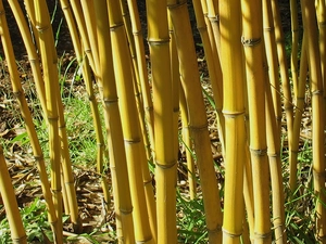 Yellow, Bamboo stalks