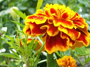 Tagetes, orange, Yellow Honda