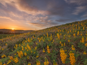 Yellow, lupine, clouds, VEGETATION, Sunrise, Meadow, The Hills, Houses