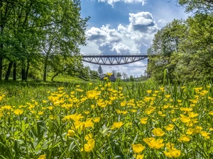 marigolds, bridge, trees, Yellow, Ukraine, Meadow, viewes