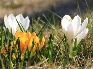 White, crocuses, Flowers, Yellow