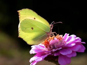 butterfly, Colourfull Flowers, zinnia, Brimstone Butterfly