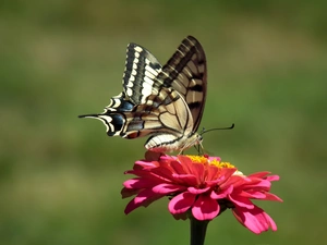 butterfly, Colourfull Flowers, zinnia, Swallowtail Butterfly
