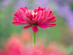 Close, Colourfull Flowers, zinnia