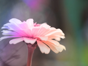 Colourfull Flowers, Coloured, zinnia