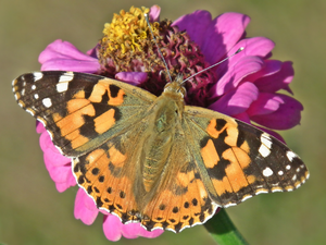 butterfly, Colourfull Flowers, zinnia, Painted Lady