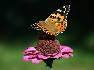 butterfly, Colourfull Flowers, zinnia, Painted Lady