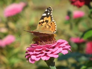butterfly, Colourfull Flowers, zinnia, Painted Lady