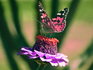 butterfly, Colourfull Flowers, zinnia, Painted Lady
