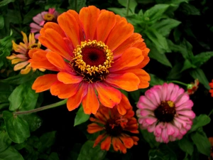 Zinnias, color, Flowers