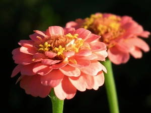 Zinnias, nature, Flowers