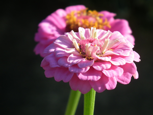 nature, Zinnias, Pink, Colourfull Flowers