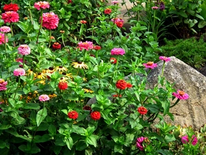 nature, Zinnias, Rudbeckia brilliant, Flowers